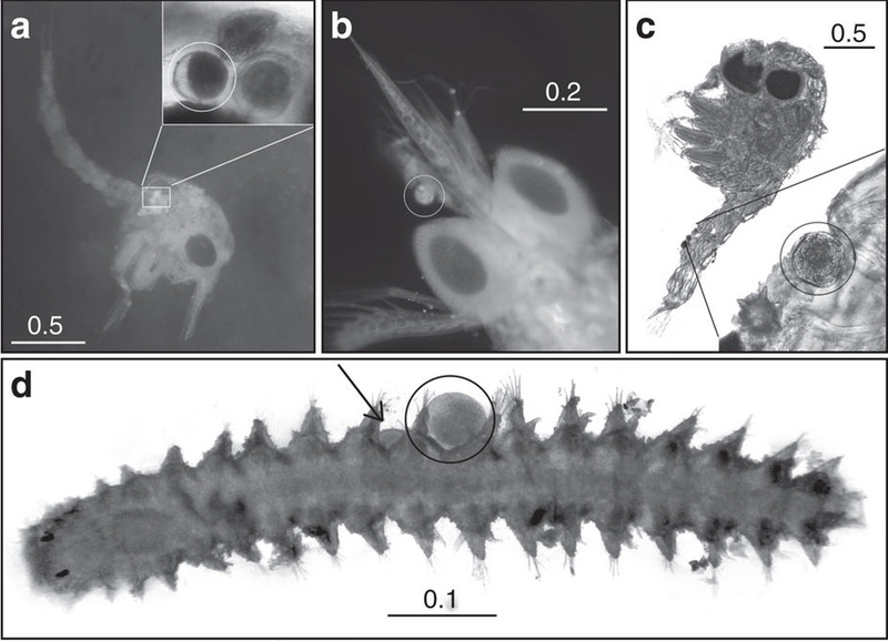 Marine crustaceans and worms with pollen grains attached to their bodies and in their digestive tracts. Image: van Tussenbroek et al. 2016